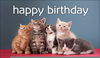 Birthday Kitten Ecard Image