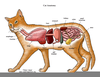 Cat Organs Diagram Image