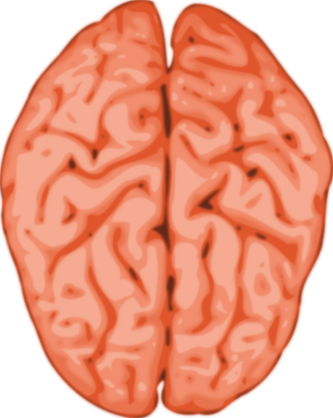 clipart of human brain - photo #7