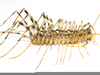 Clipart Of Centipedes Image