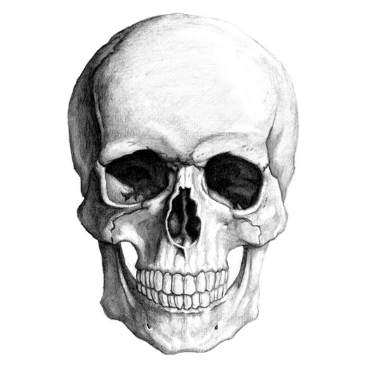 Skull image