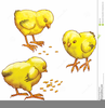 Free Clipart Of Baby Chickens Image