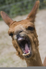 Angry Alpaca Image