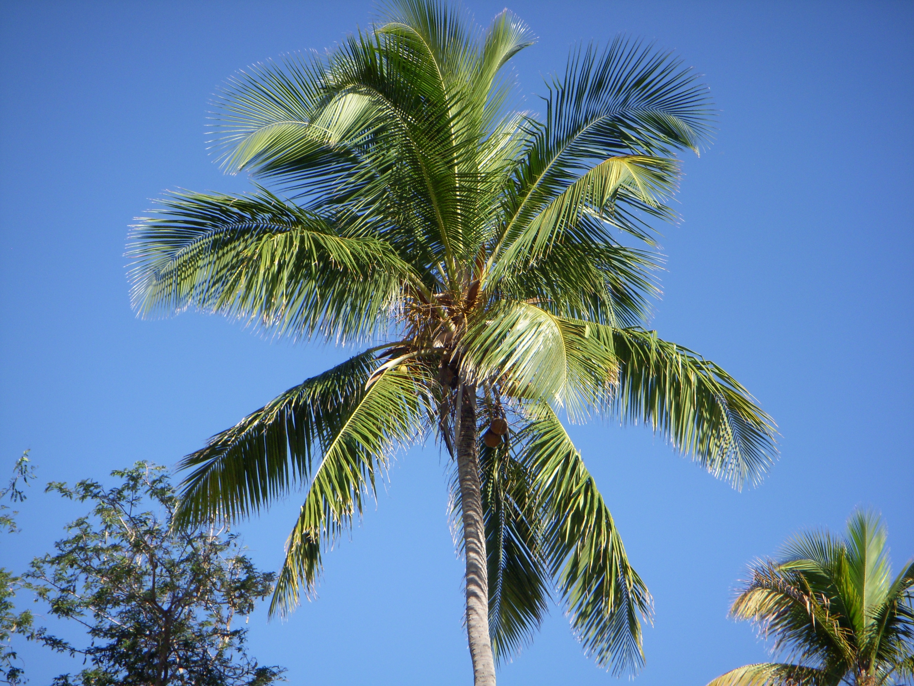 Palm Tree | Free Images at Clker.com - vector clip art online, royalty