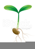 Sprouting Seed Clipart Image