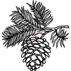 Pine Cone Image