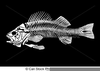 Fish Skeleton Clipart Image
