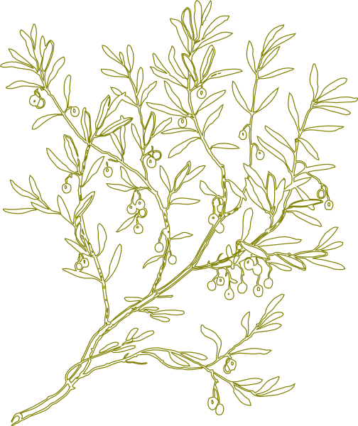 olive tree clip art images - photo #3
