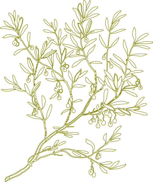 clip art olive tree - photo #5