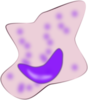 Macrophage Clip Art