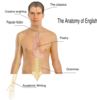 Human Body Anatomy Basics Clip Art