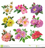Multicolored Roses Clipart Image