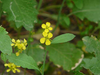 Mustard Plant Image