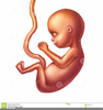 Human Fetus Clipart Image