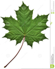 Maple Sugar Clipart Free Image