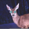 Deer Caught In Headlights Clipart Image