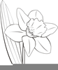 Daffodil Clipart Image
