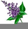 Free Clipart Lilacs Image