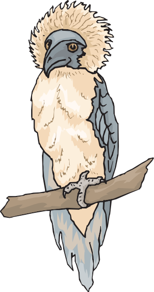 Harpy Eagle Clip Art at  - vector clip art online, royalty free &  public domain
