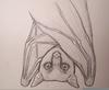 Fruit Bat Drawing Image