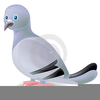 Pigeon Clipart Image