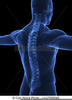 Clipart Of Spine Image