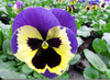 Viola Tricolor Hortensis Image