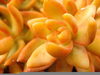 Orange Succulent Plants Image