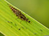Brown Lacewing Larvae Image