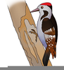 Woodpecker Clipart Image