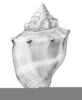 Shell Clipart Black And White Image