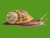 Park Snail Image