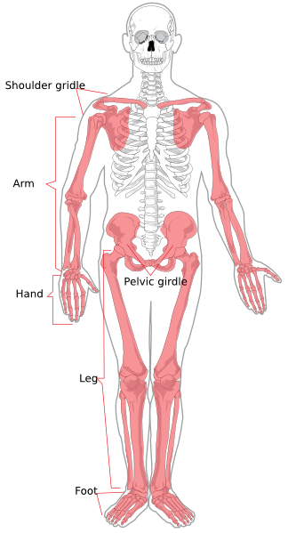 Appendicular Skeleton Diagram Clip Art at Clker.com - vector clip art