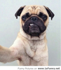 Funny Pug Selfie Image