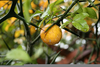 Mock Orange Fruit Image