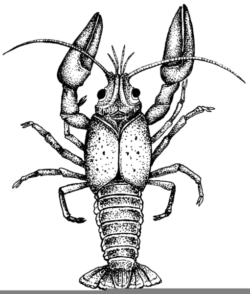 Crayfish Clipart Free | Free Images at Clker.com - vector clip art