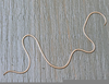 Horsehair Worm Image