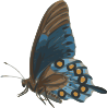 Butterfly  Clip Art