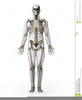 Human Skeletal System Clipart Image