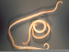 Toxocara Canis Worm Image