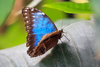 Blue Butterfly Corn Image