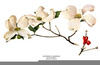 Free Dogwood Flower Clipart Image