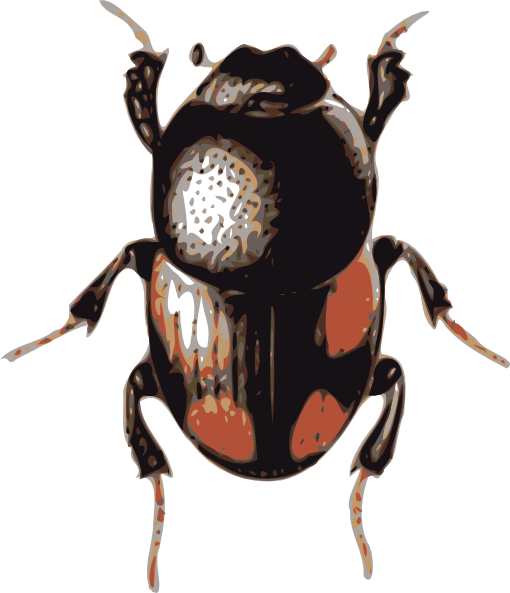 free clip art beetle - photo #19