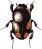 Insect Beetle Clip Art