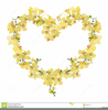 Yellow Orchid Clipart Image