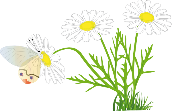 daisy clipart png - photo #22