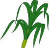 Corn Stalk Clip Art