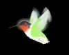 Colibri Clip Art