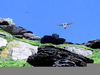 Puffin Flying Youtube Image