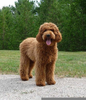 Apricot Goldendoodle Puppies Image
